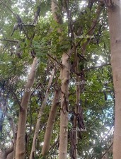 500 SEMI DI CARRUBO CERATONIA