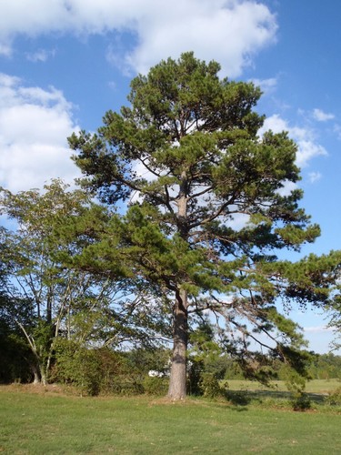 Pinus taeda pino da - pino,