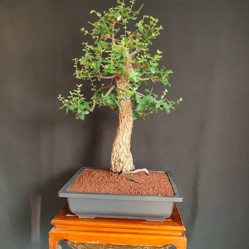 Pre bonsai esemplare - esemplare, di