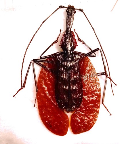Carabidae lebiinae mormolyce - carabidae,,