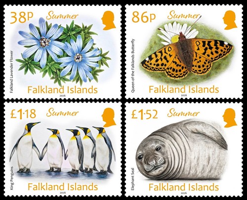 Falkland island 2026 uccellini - falkland,
