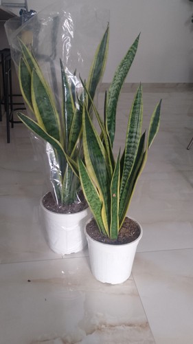 Sansevieria trifasciata
