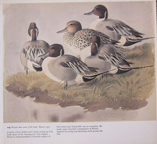 Bellissima Stampa Vintage Di