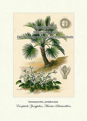 Palma nana europea - , miniatura