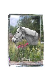 Haflinger cristallo con