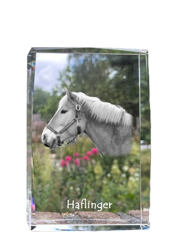 Haflinger cristallo con