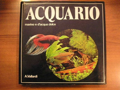Acquario marino acqua - acquario,