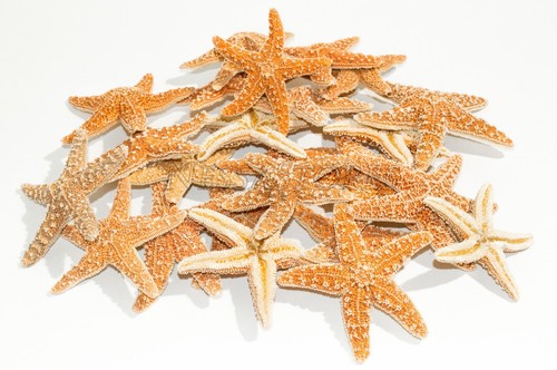 Nessastores zucchero - nessastores,