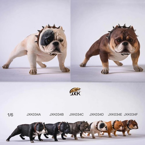 Jxk american bully - 1/6, pitbull