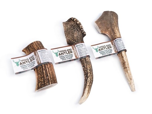 Highland antler corna cervo - antler,