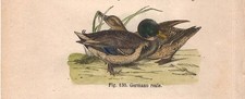 Stampa ANATRE GERMANO REALE Anas incisione antica acquerellata del 1884