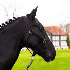Cavezza per cavallo a sangue