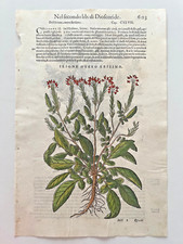 MATTIOLI Xilografia 1500 Botanica Erbario Piante "IRIONE OVERO ERISIMO"