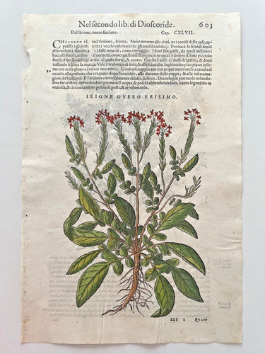 Mattioli xilografia 1500 - xilografia,
