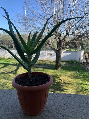 Aloe arborescens anni - aloe,