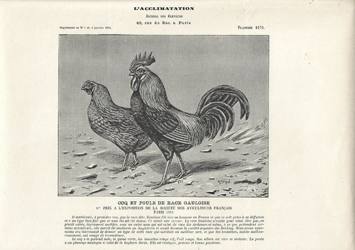 Stampa antica gallo - stampa,