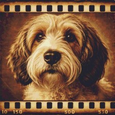 Petit Basset Grifone Vendeen