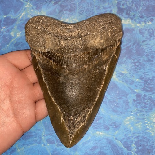Megalodonte dente squalo - megalodonte,