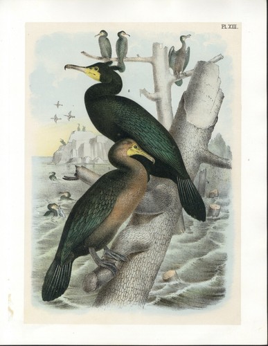 Cormorani grande - cormorani, ,grande