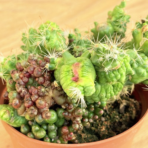 Mammillaria bocasana - , f