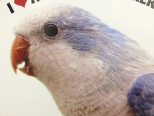 Adesivo decalcomania vinile