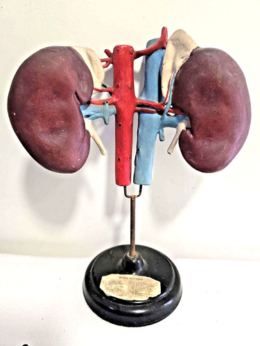 Antico modello anatomico - , di