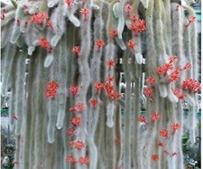 Hildewintera colademononis -