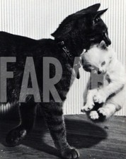 Foto vintage Regno Unito, Un gatto trasporta il suo cucciolo, stampa 18x13 cm