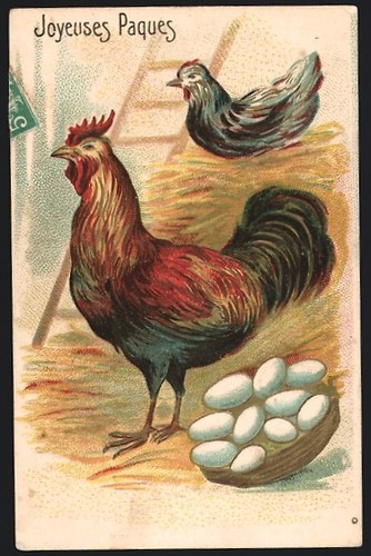 Cartolina gallo gallina con - gallo,