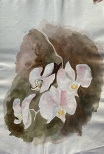 Acquerello Studio Piante