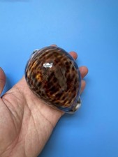 100,9 mm | Cypraea Tigris