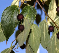 Celtis australis seeds - australis,