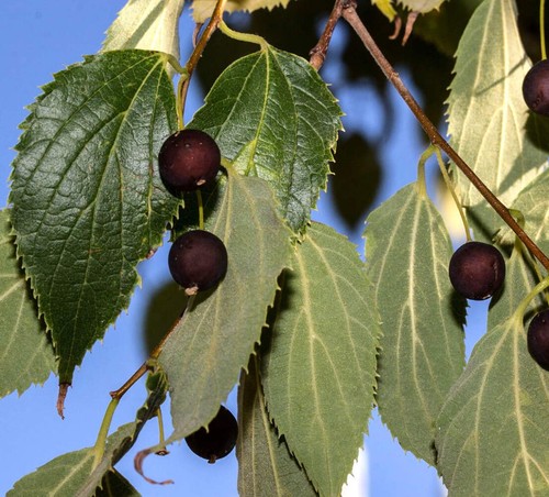 Celtis australis seeds - ,
