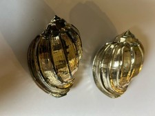 Coppia conchiglia harpa - coppia,