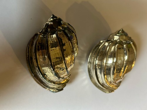 Coppia conchiglia harpa - coppia, di