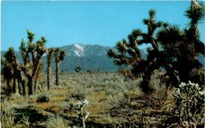 Joshua Trees, Mojave Desert