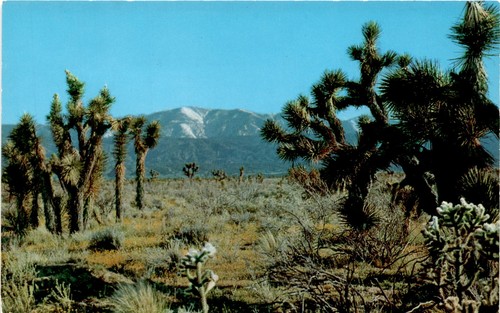 Joshua trees mojave - trees,, desert