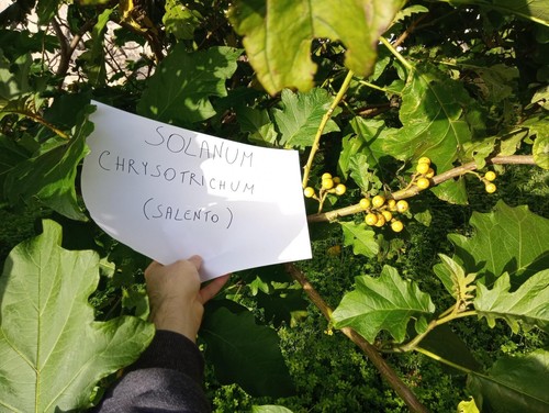 500 semi solanum chrysotrichum - 500,