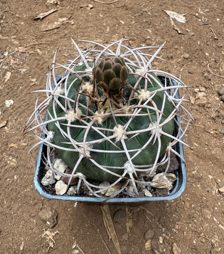Gymnocalycium polycephalum - polycephalum,