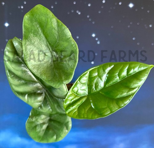 Alocasia quilted dream - alocasia, 'quilted