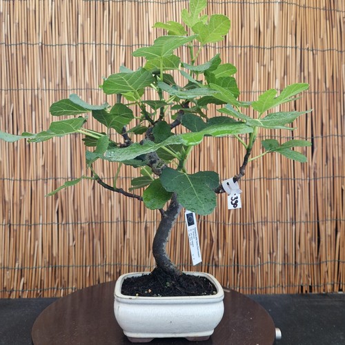 Bonsai fico 44cm visita - di, h