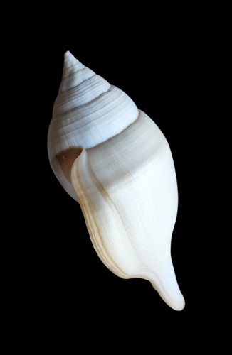 Shell conchiglia turbinella - shell,