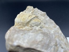 Fossile Dente ? In Vertebra O