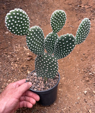 OPUNTIA MICRODASYS VAR