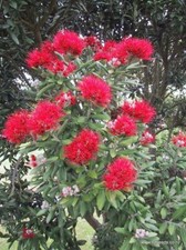 001182A Metrosideros excelsa