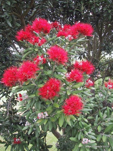 001182a metrosideros excelsa - 001182a,