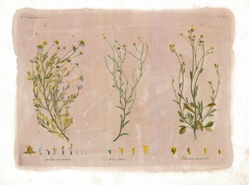 Grande erbario botanica - erbario,