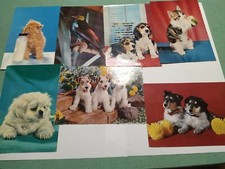 Lotto Cartoline Animali Gatti Cani F/G Colori Viaggiate 