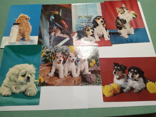 Lotto cartoline animali - animali, gatti