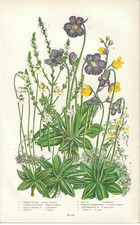 Stampa antica FIORI PINGUICULA PIANTA CARNIVORA Anne Pratt 1899 Antique print